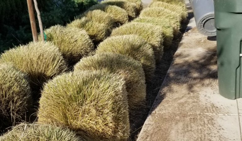 Trim Bushes Fresno, Clovis, Madera, Reedley